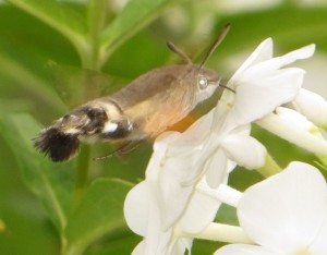 Das Kolibri Ähnliche Schwalbenschwänzchen auf unserer Phlox Pflanze