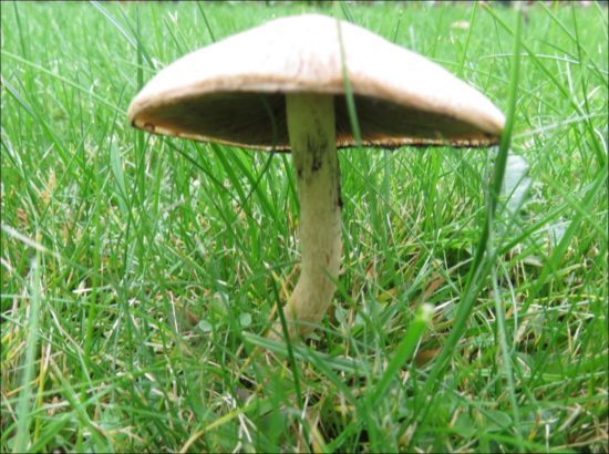 Ein schöner Pilz im Rasen