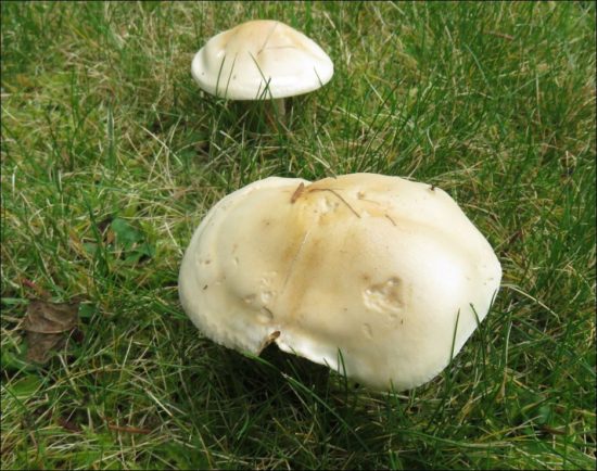Hier noch zwei andere Pilze im Rasen. Was sind das für Plize?