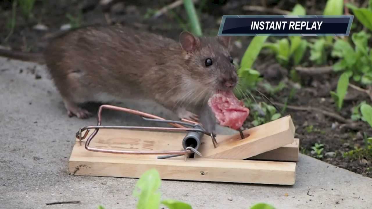 Tipps zur Rattenbekämpfung im Garten