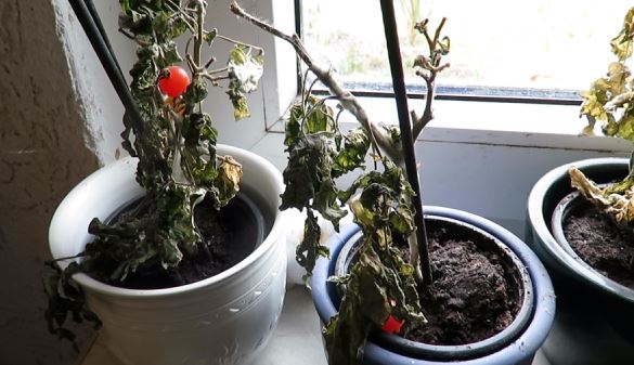 Tomatenpflanze mit Früchten 'Direkt Snack'