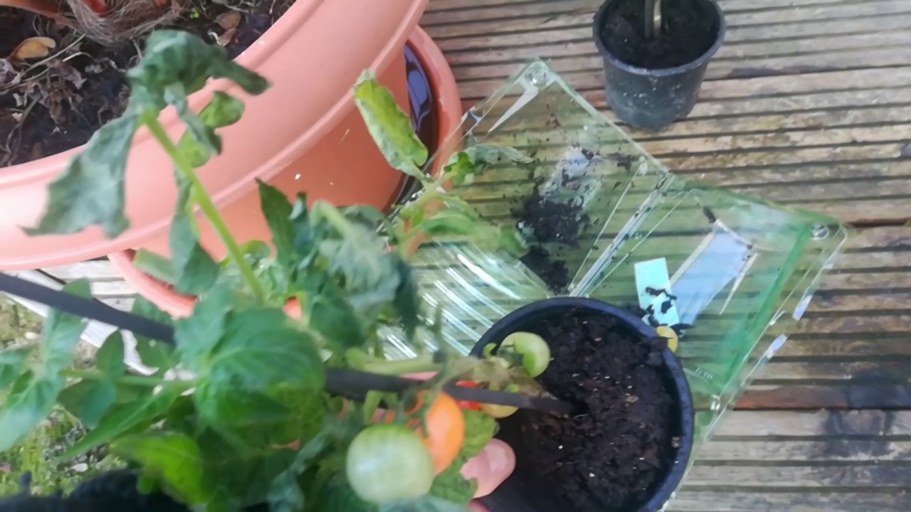 Meine Erfahrung mit der Bestellung bei Baldur Garten